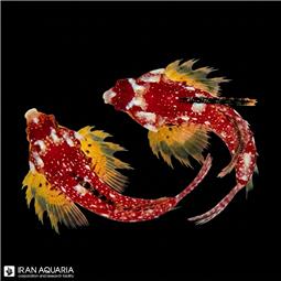 دراگونت قرمز  ( red dragonet ) سایز M