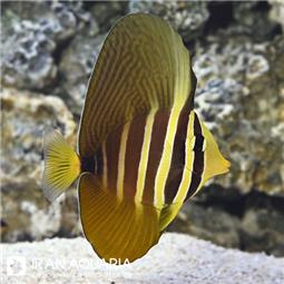 جراح بادبانی  ( Sailfin tang ) سایز L