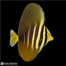 جراح بادبانی  ( Sailfin tang ) سایز L