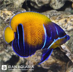 فرشته ماهی مجستیک ( Majestic angelfish )