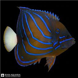 Blue Ring Angelfish