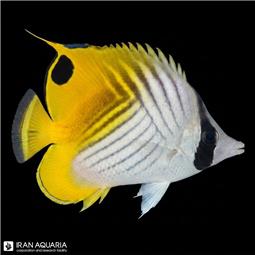 Auriga Butterflyfish