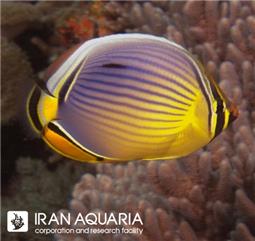 پروانه ماهی بنتی ( Bluelashed butterflyfish )