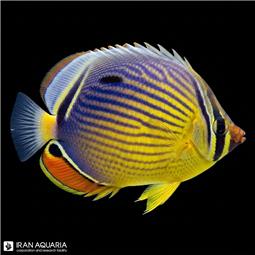 پروانه ماهی بنتی ( Bluelashed butterflyfish )