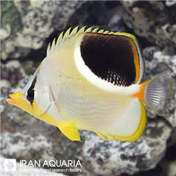 Saddleback Butterflyfish