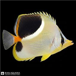 Saddleback Butterflyfish
