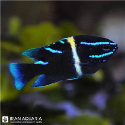 دامسل نئون ولوت ( Neon velvet damselfish )