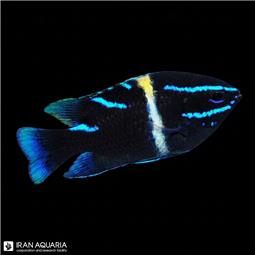 دامسل نئون ولوت ( Neon velvet damselfish )