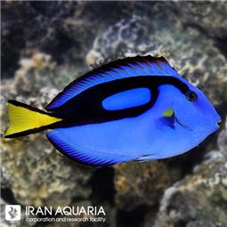 جراح ماهی بلو تانگ ( Blue Tang )