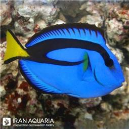 جراح ماهی بلو تانگ ( Blue Tang )
