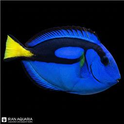 جراح ماهی بلو تانگ ( Blue Tang )