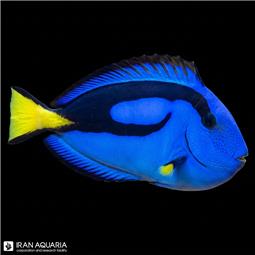 جراح ماهی بلو تانگ ( Blue Tang )