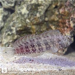 شاه بلنی  ( rockskipper blenny ) سایز L