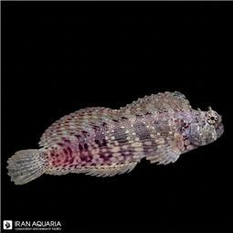 شاه بلنی  ( rockskipper blenny ) سایز L