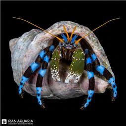 هرمیت دست آبی ( Clibanarius tricolor ) سایز M
