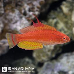 راس فلشر استرالیایی ( aussie caepenter wrasse )