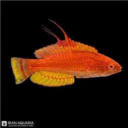 راس فلشر استرالیایی ( aussie caepenter wrasse )