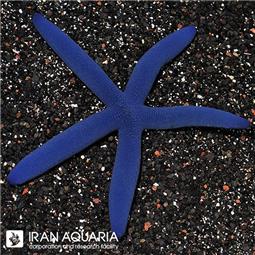 Blue sea star 