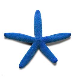 Blue sea star 