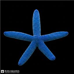 Blue sea star 