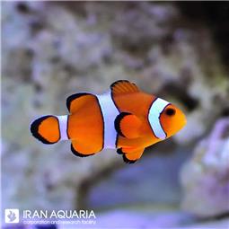 دلقک ماهی اسلاریس ( Ocellaris clownfish )