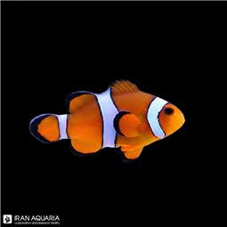دلقک ماهی اسلاریس ( Ocellaris clownfish )
