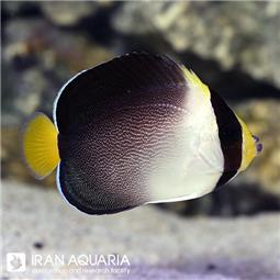 فرشته ماهی سنگاپوری ( Singapore Angelfish )