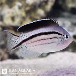 فرشته ماهی لامارک ( Lamarck's Angelfish )