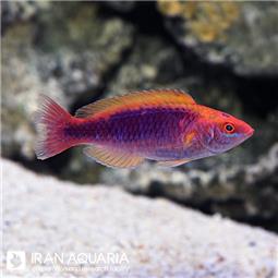 Multicolor Lubbock's Fairy Wrasse