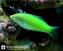 راس سبز ( Green wrasse )