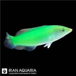 راس سبز ( Green wrasse )