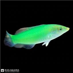 راس سبز ( Green wrasse )