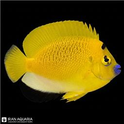 فرشته ماهی لب ماتیکی ( Three Spot Angelfish )