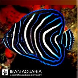 فرشته ماهی قرآنی ( Koran Angelfish )