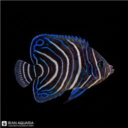 فرشته ماهی قرآنی ( Koran Angelfish )