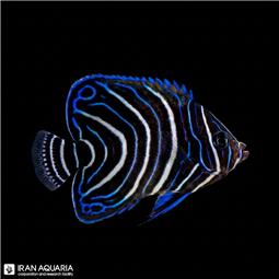 فرشته ماهی قرآنی ( Koran Angelfish )