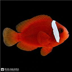 دلقک ماهی تومیتو ( Tomato Clownfish ) سایز L