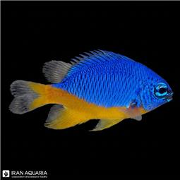 Azure Damselfish