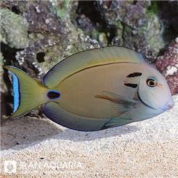 جراح تنتی ( tennenti surgeonfish )