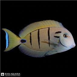 جراح تنتی ( tennenti surgeonfish )