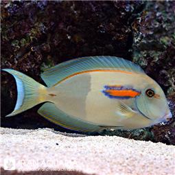 Orange Shoulder Tang