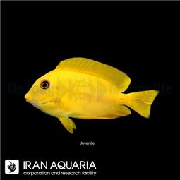 Orange Shoulder Tang