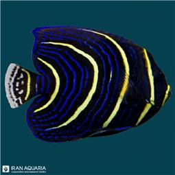 فرشته ماهی کورتز ( cortez angelfish )