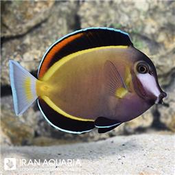 جراح ماهی ژاپنی ( powder brown tang )