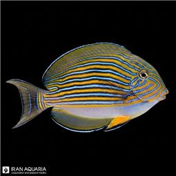 جراح دلقک ( Clown tang )