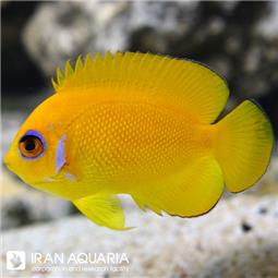 فرشته کوتوله لمون پیل ( Lemon peel angelfish )