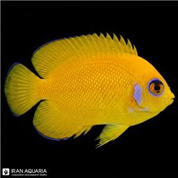فرشته کوتوله لمون پیل ( Lemon peel angelfish )