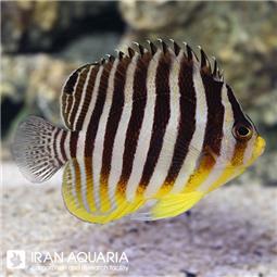 فرشته ماهی مولتی بار ( multi bar angelfish )