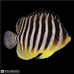 فرشته ماهی مولتی بار ( multi bar angelfish )