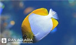 پروانه ماهی هرمی ( pyramid butterflyfish )